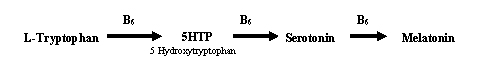 L-Tryptophan conversion to Serotonin